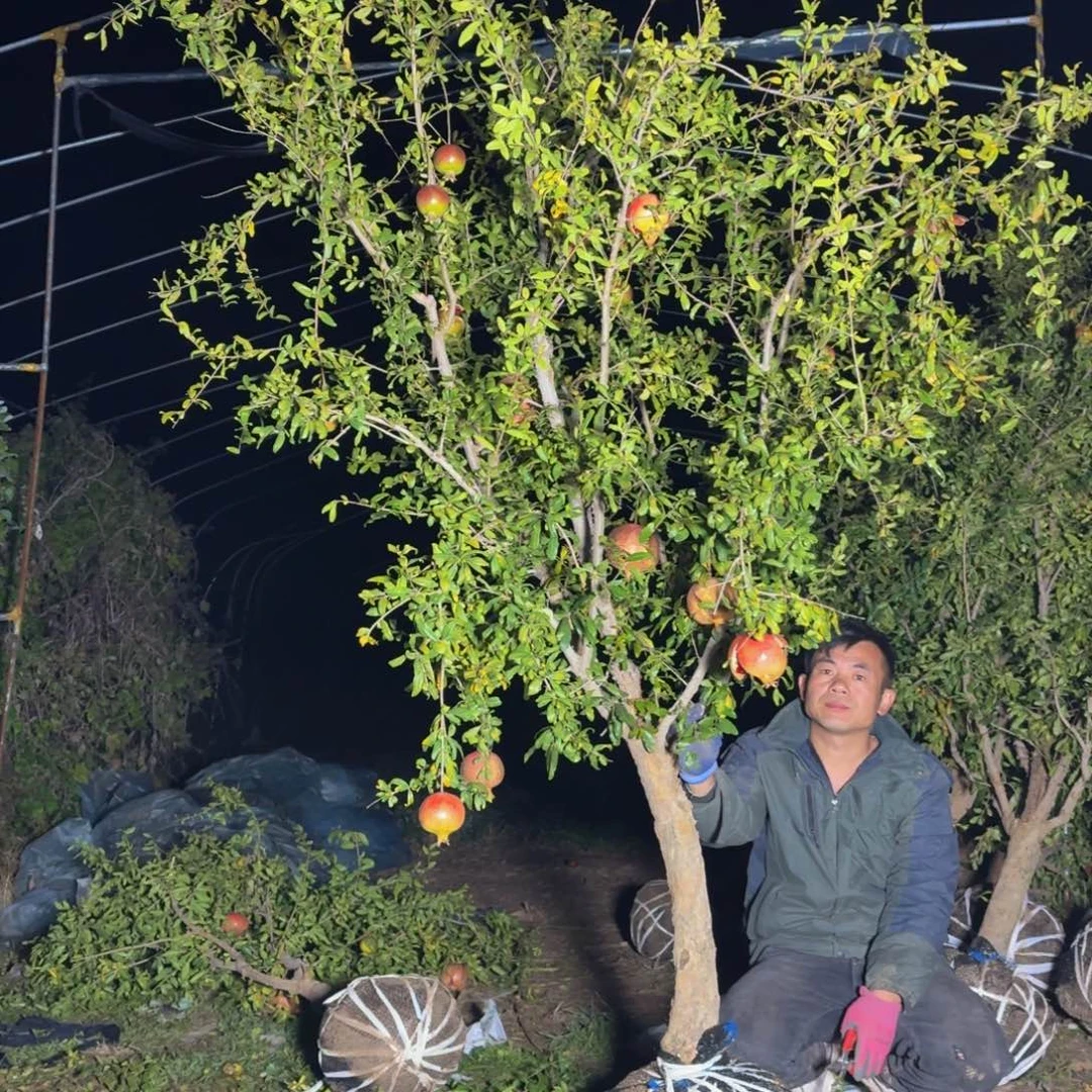 完全开放完全开放