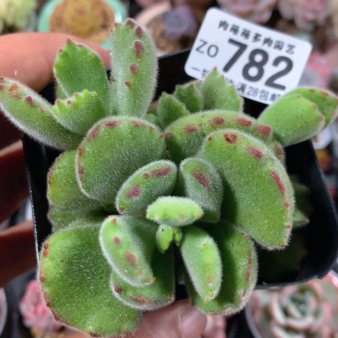 5CM拇指盆精控多肉ZO782