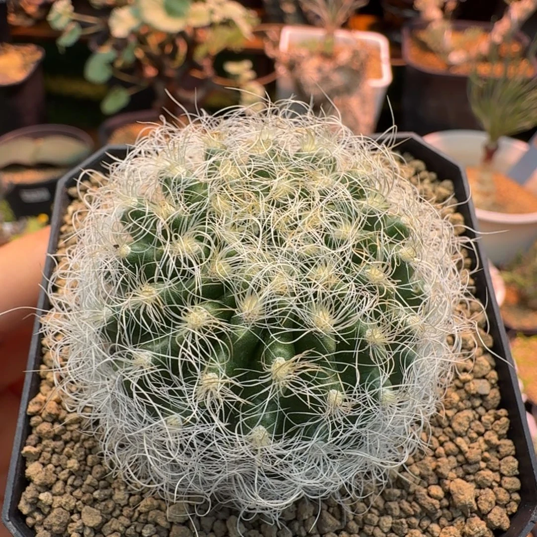 银翁玉800 仙人掌