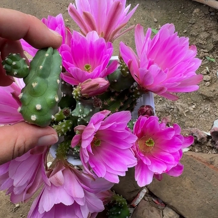 342水仙情郎2个无根侧牙小，20包邮