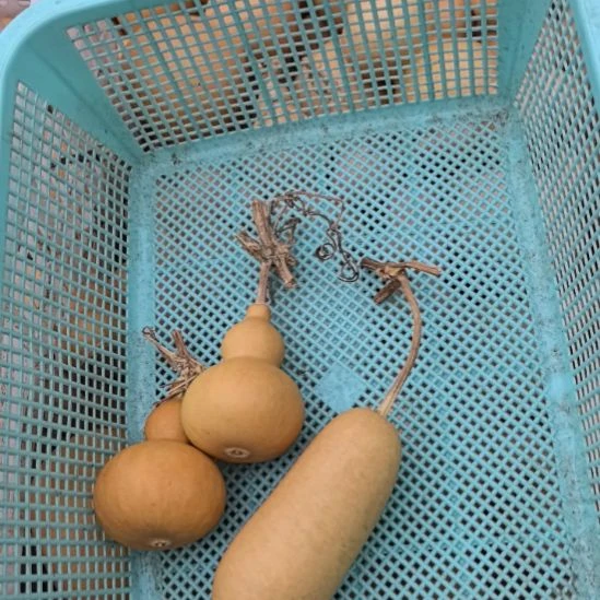 江***海葫芦特价不退不换