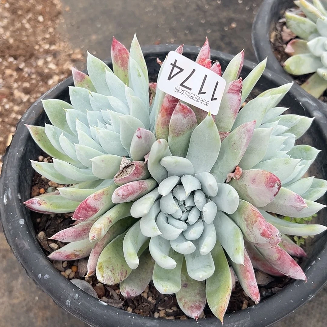 阿金尼仙女杯多肉。