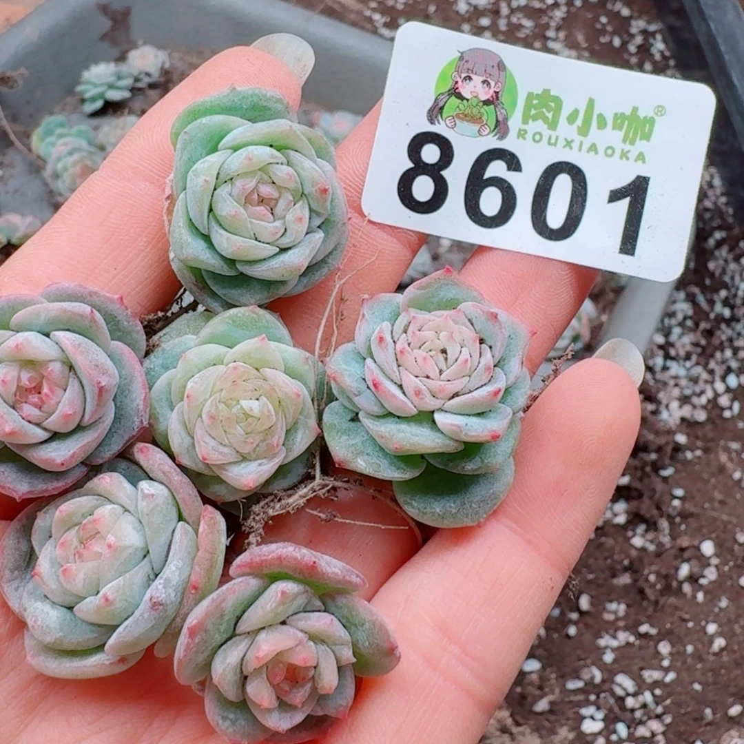 多肉植物多肉植物