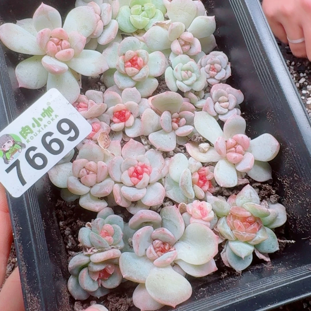 箜***白多肉植物多肉植物