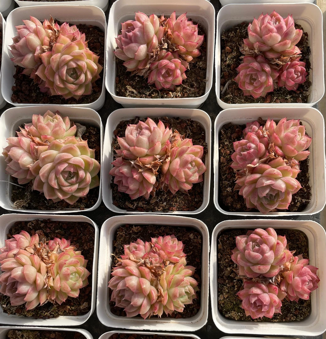 精品多肉一颗（7cm盆）