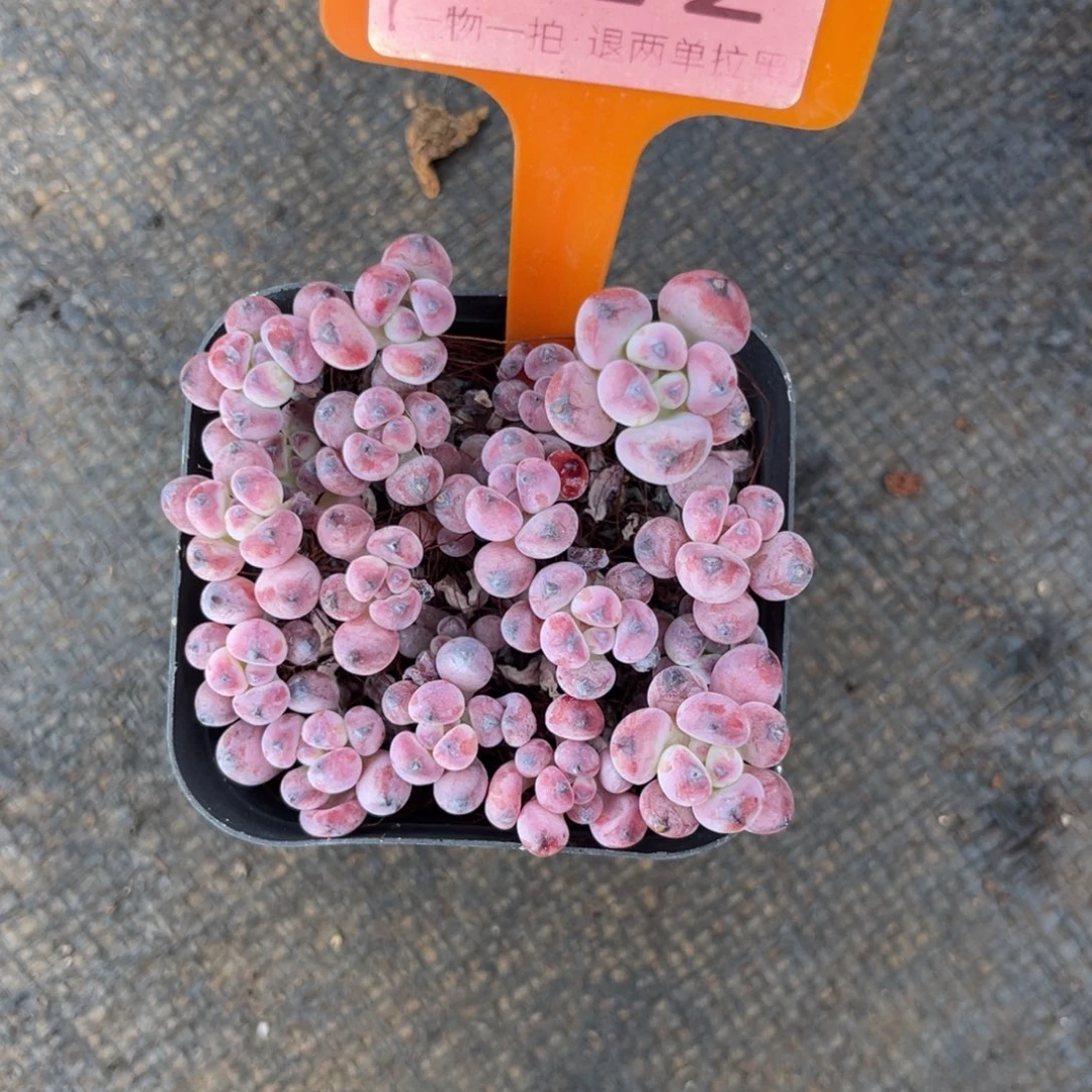 云尘多肉一物一拍不包整922