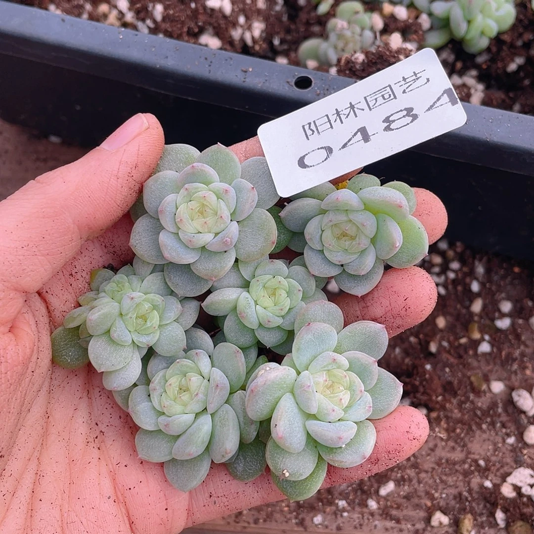 多肉植物多肉植物484