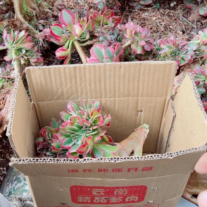 砍头苗5个醉话多肉法师