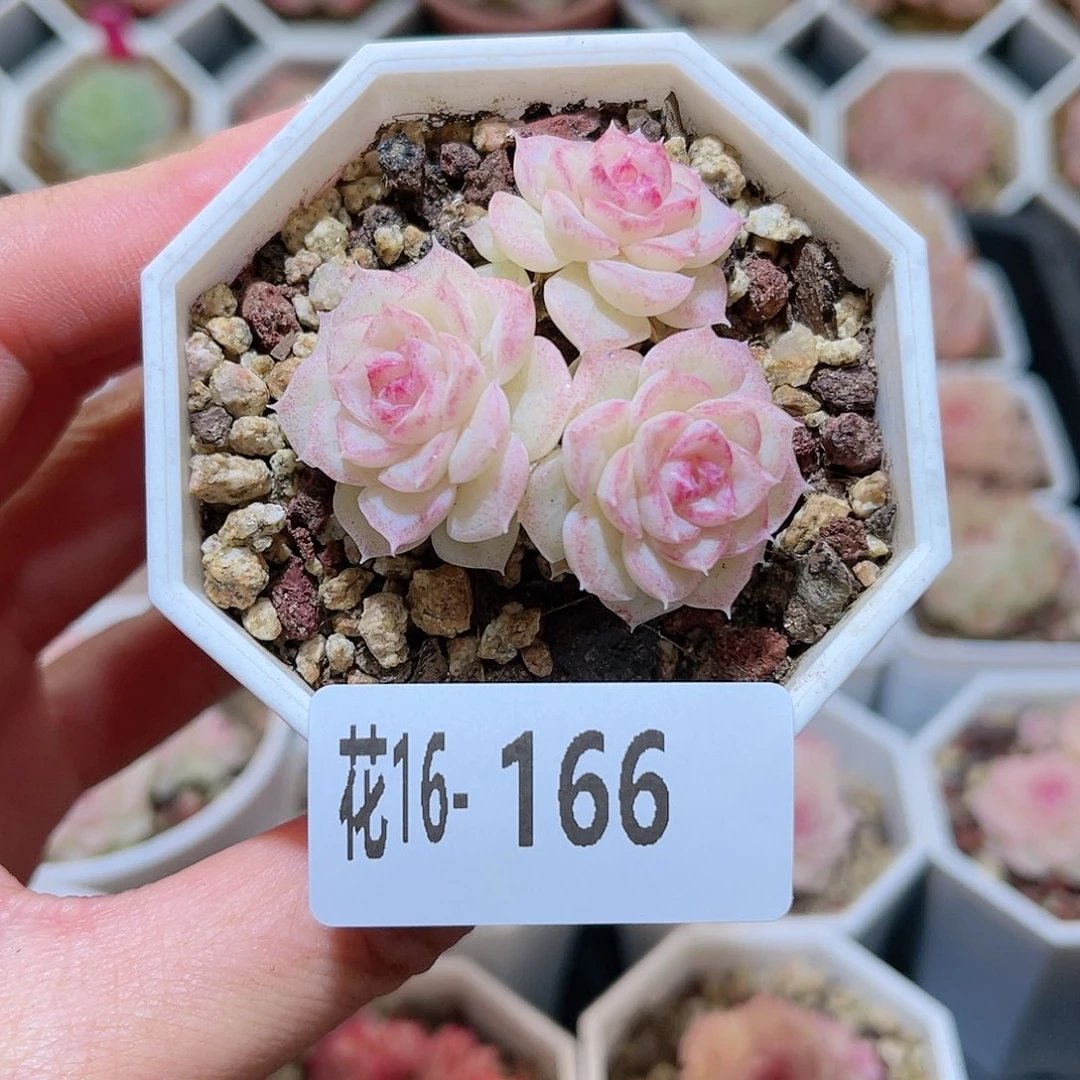 花利美16-166白天鹅