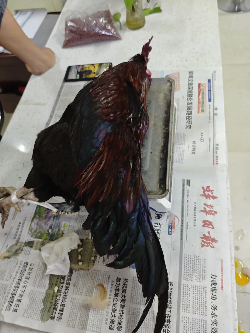 霍庄村农户散养土公鸡