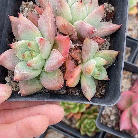 夜**兰205多肉植物老桩