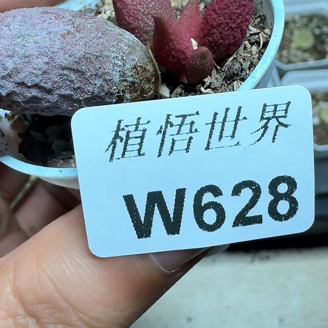 628盒多肉植物哇f f