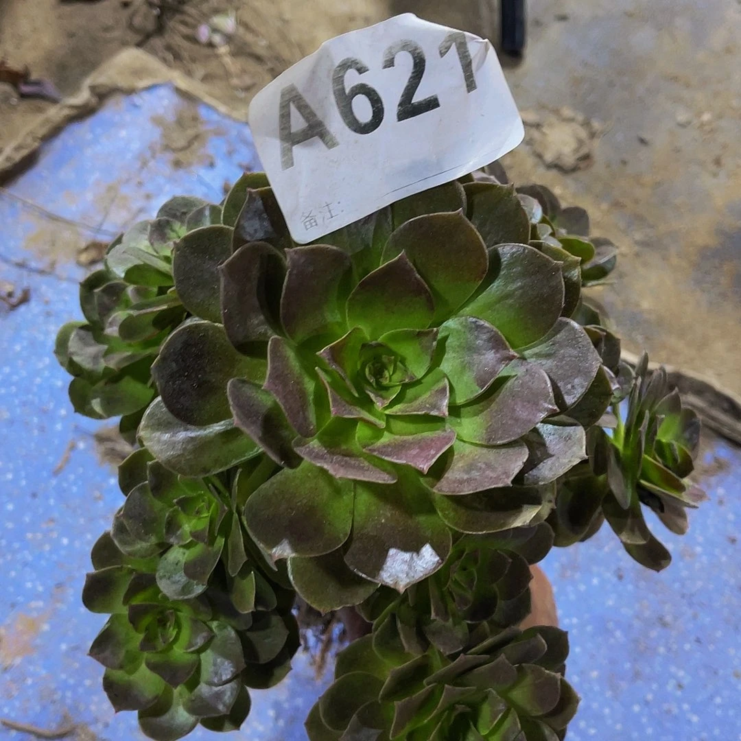 赤燕莲621福利拖土