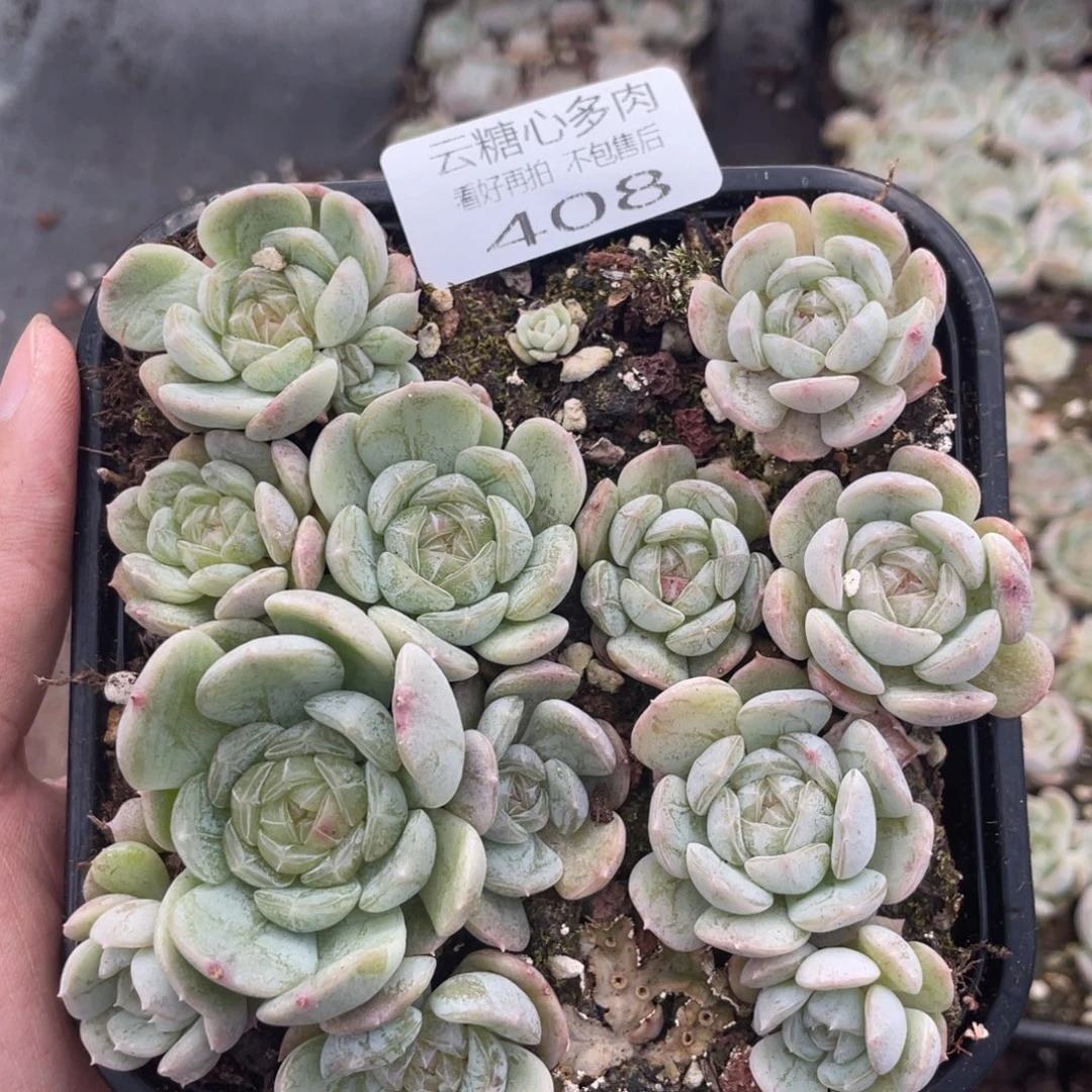 云糖心多肉植物408