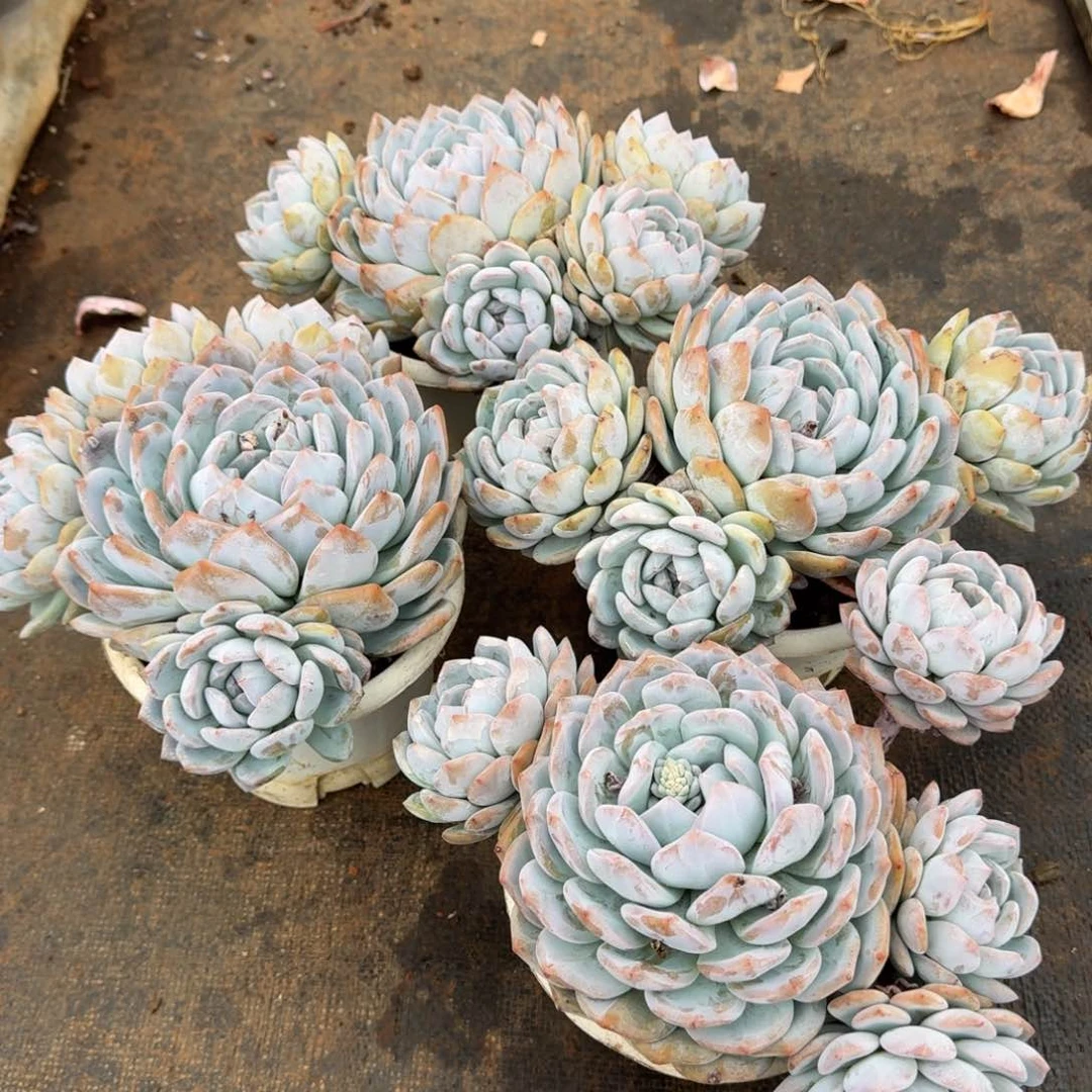 白盆群生橙梦路2号棚