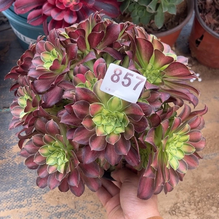 微瑕韶华多肉植物857