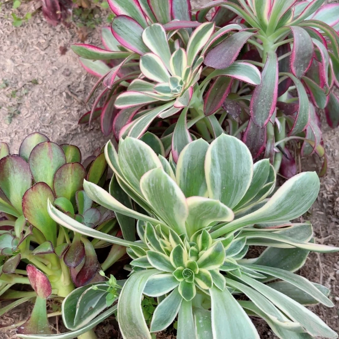 B 0711多肉植物法师组合