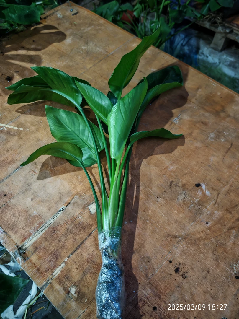 天堂鸟水培2株室内绿植观叶植物吸甲醛好养易活装饰花卉客厅