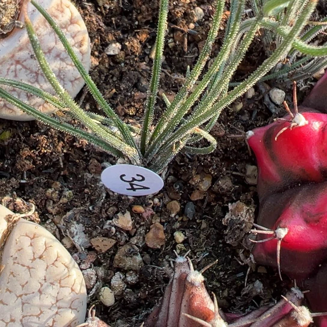 兜*** 多肉植物111111111111