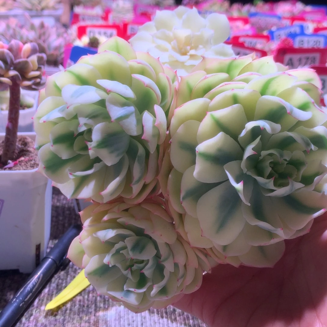 海啸覆轮锦群生砍头