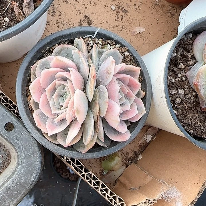 翘*龙青蛙王子儿童牙膏套装111