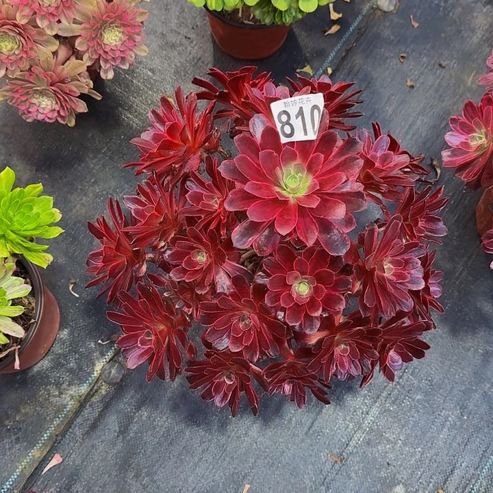 000000000000810婚纱多肉植物