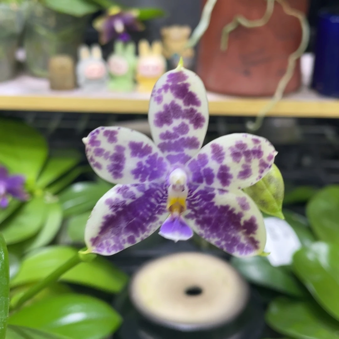 完全开放08开花株