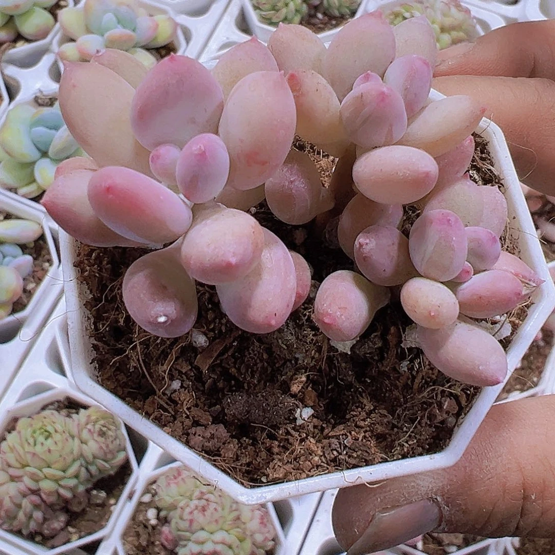 苹果奶19包邮多肉