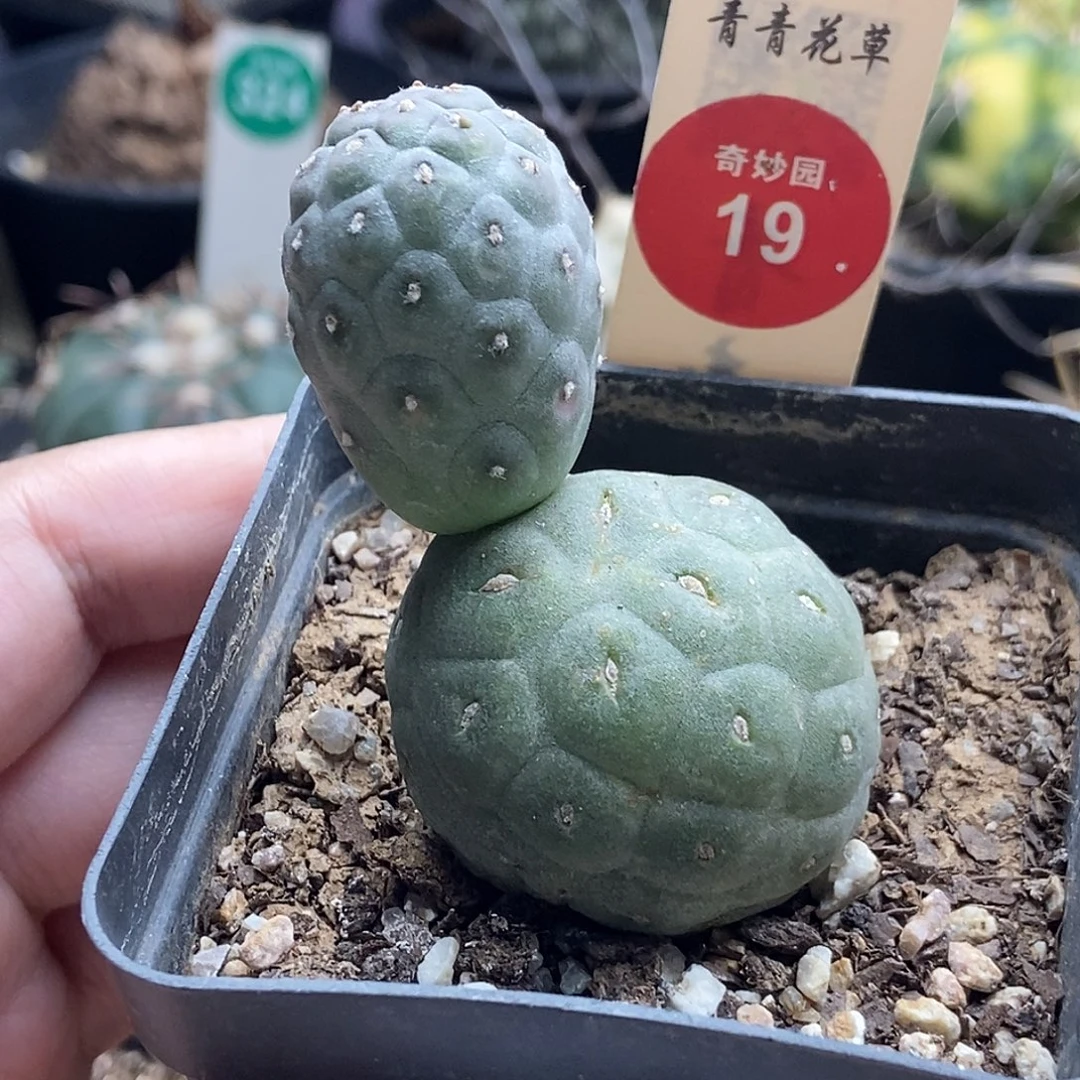 自根双头无刺习志野3.5cm