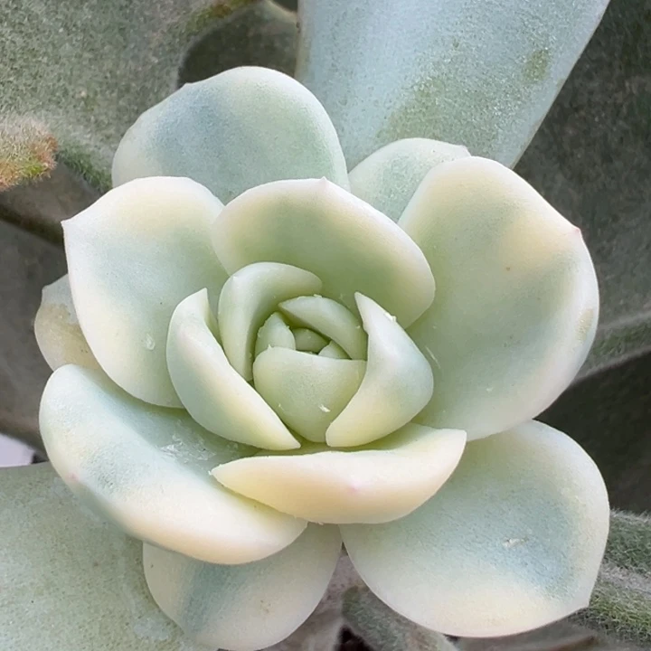 冰玉锦（杂交）一物一拍锦龙