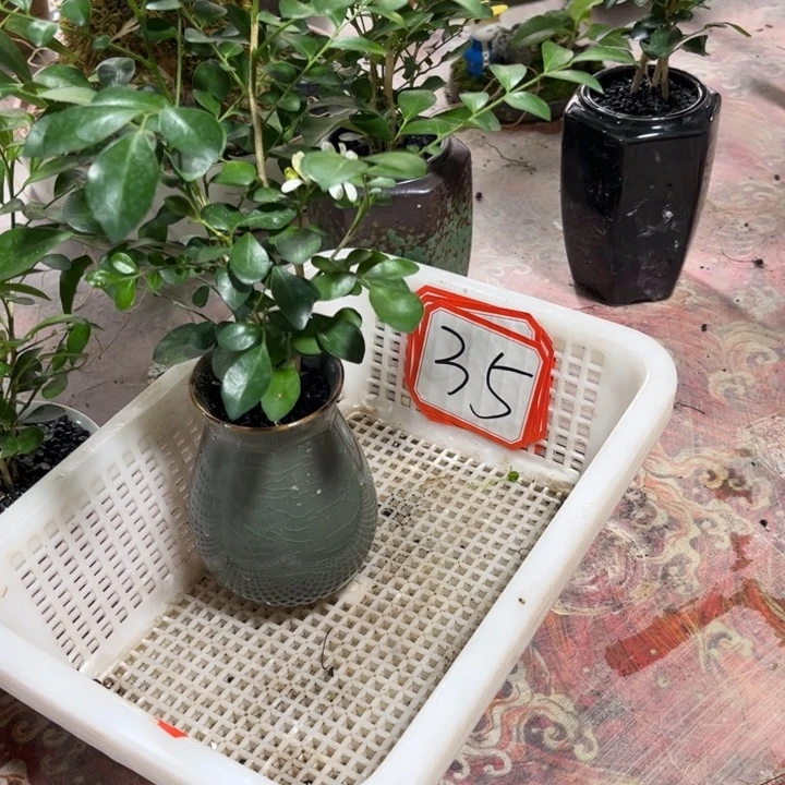 若***若无花朵退款拉黑拉黑35