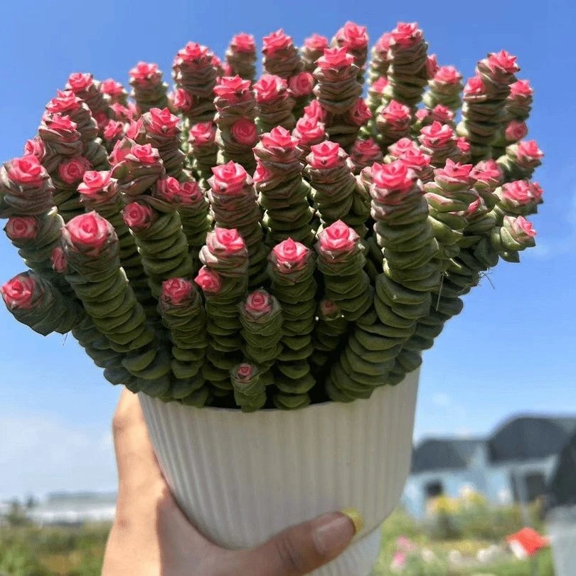 云南钱串植物盆栽盆栽多肉瞒眼中国红最美钱串锦高品质钱串