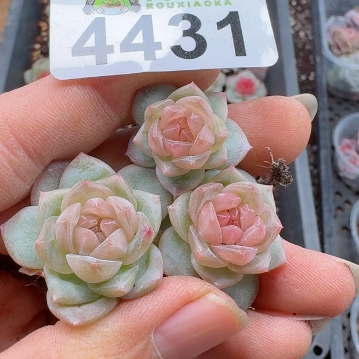 小*熊多肉植物多肉植物