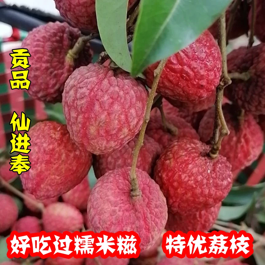 【送货到家】仙进奉荔枝新鲜水果现摘新鲜荔枝皇后3/5斤泡沫箱