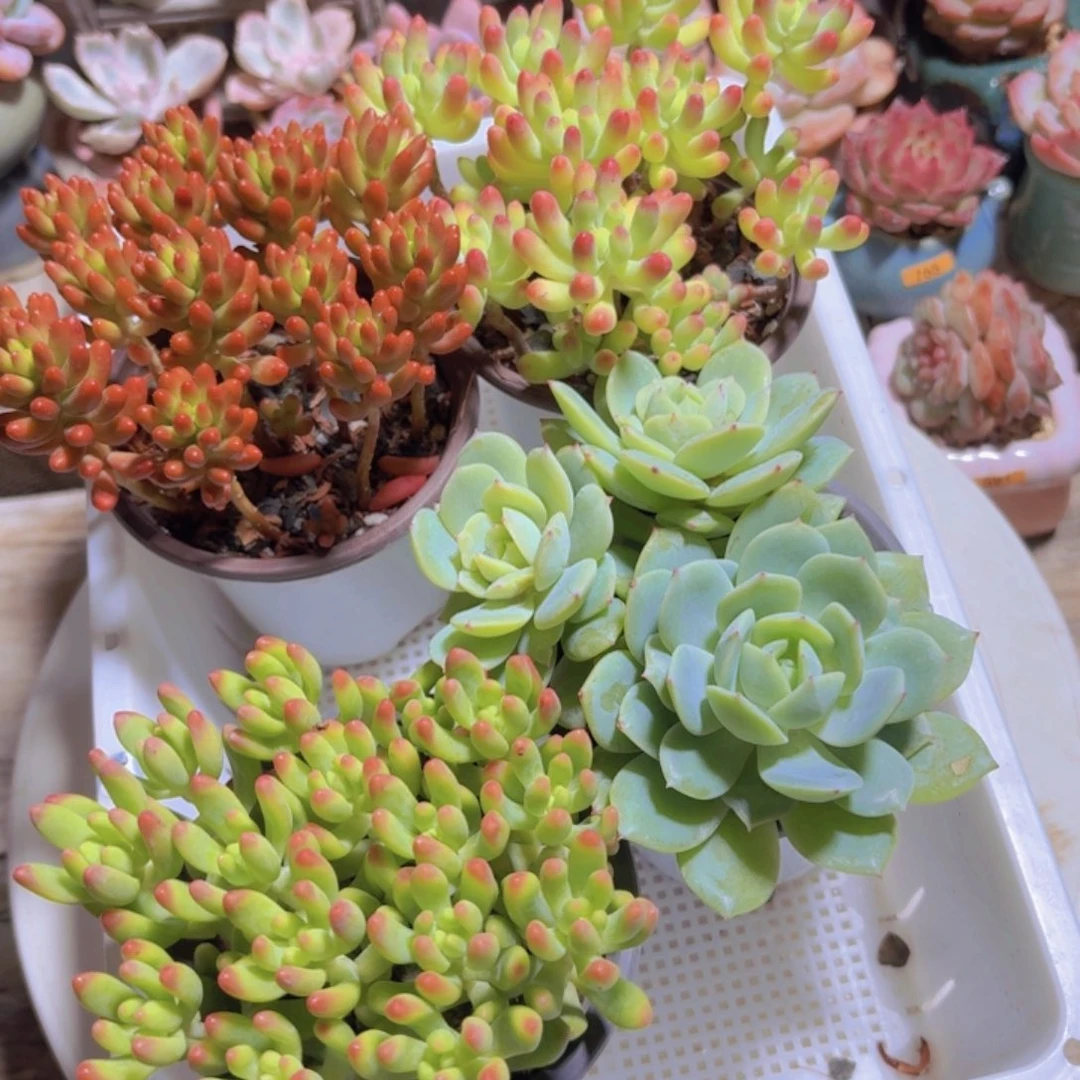 框拍一物一拍编号298