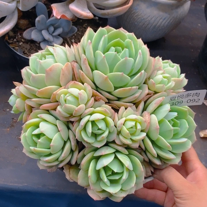 夏悦多肉 0309-92恋曲