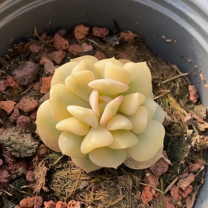 雪精灵宽锦复轮多肉