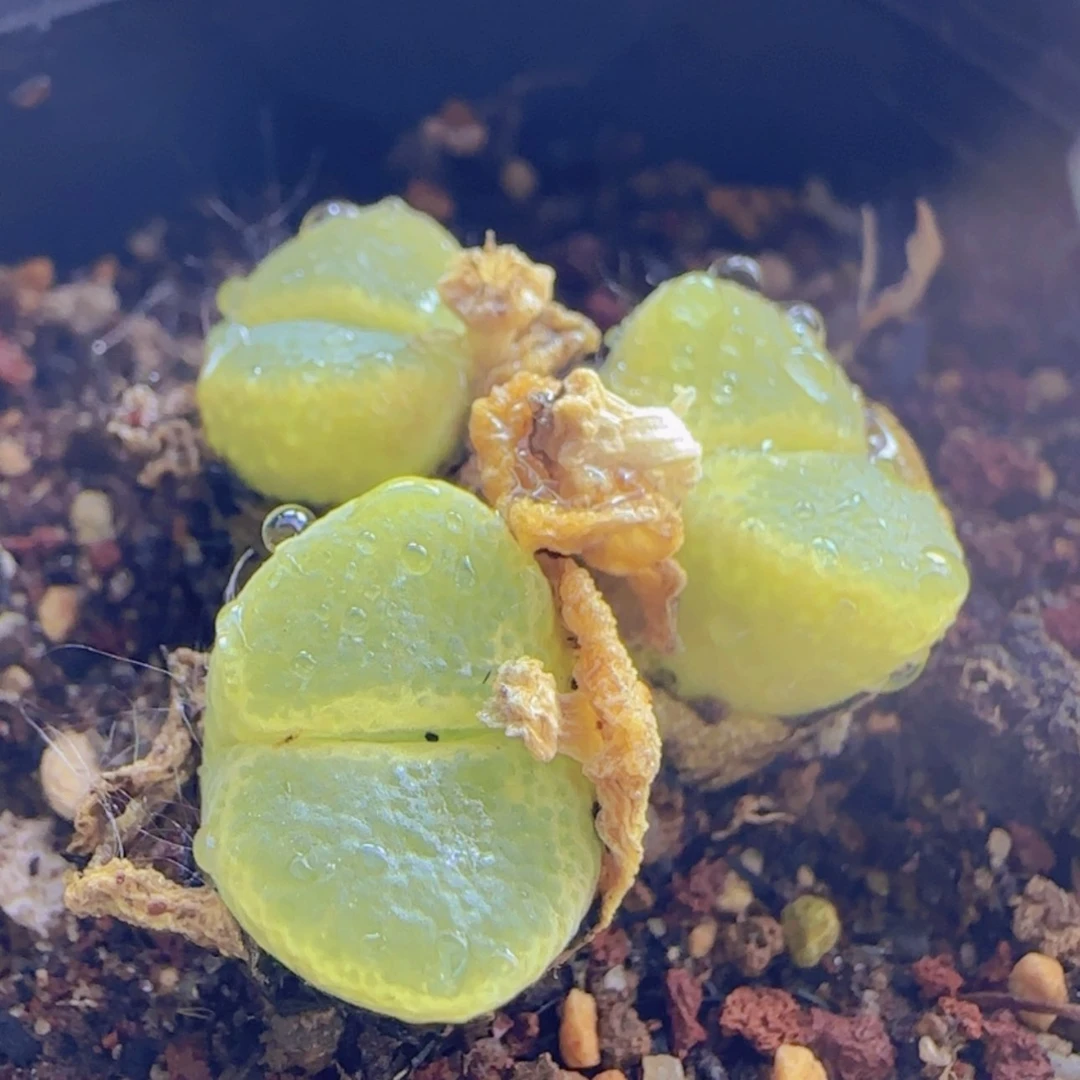 【闪购商品】阿*12710