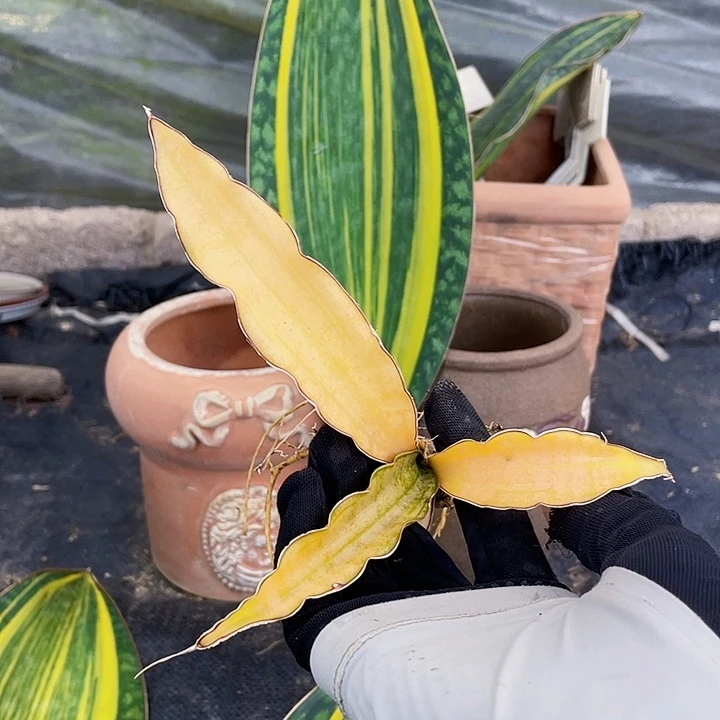 完全开放全锦枯叶虎皮兰16cm