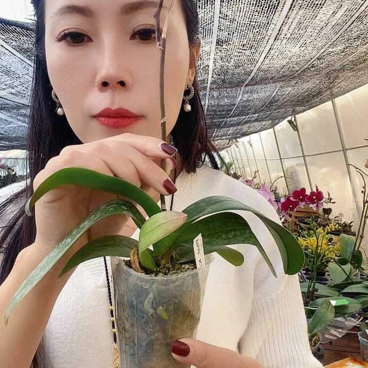 无花朵万花筒蝴蝶兰