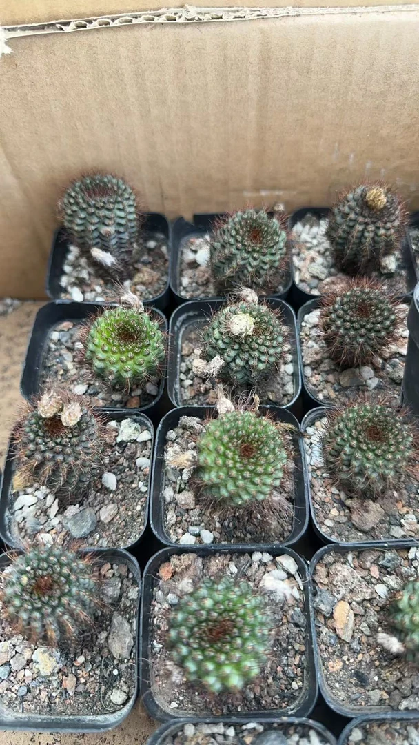 满十八包邮【蜈蚣丸】