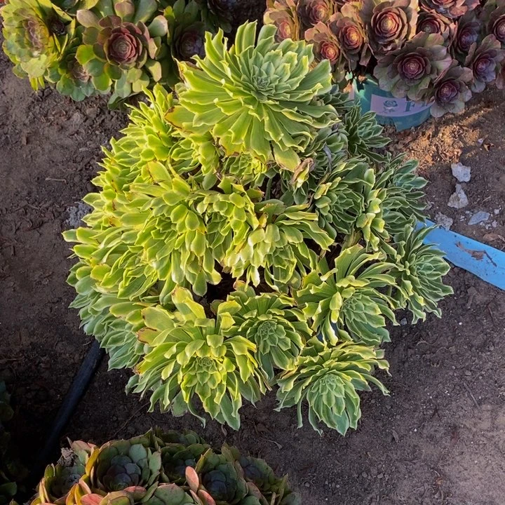 无***肉碧浪超大颗一颗多肉