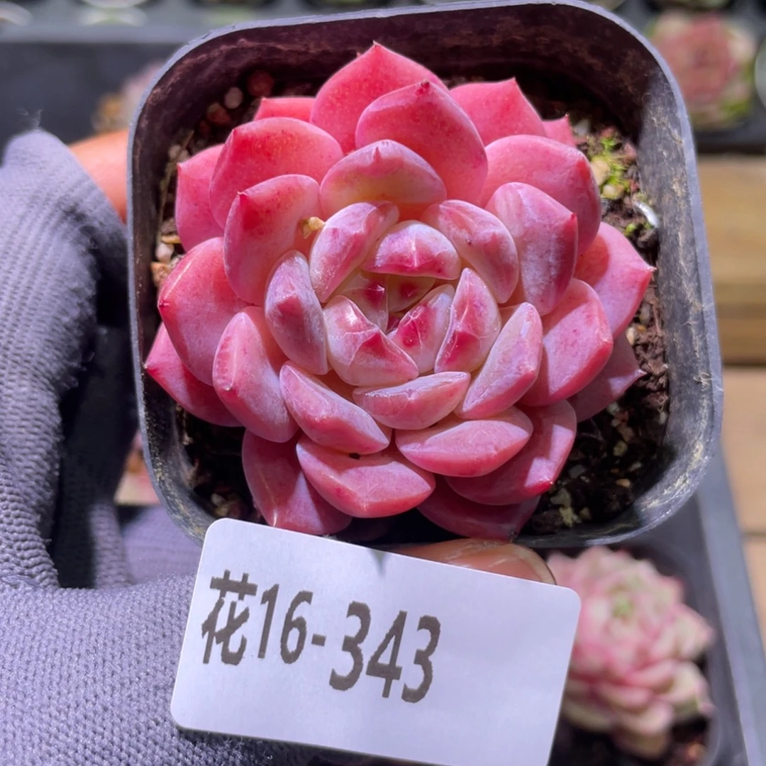 花利美16-343颜霜