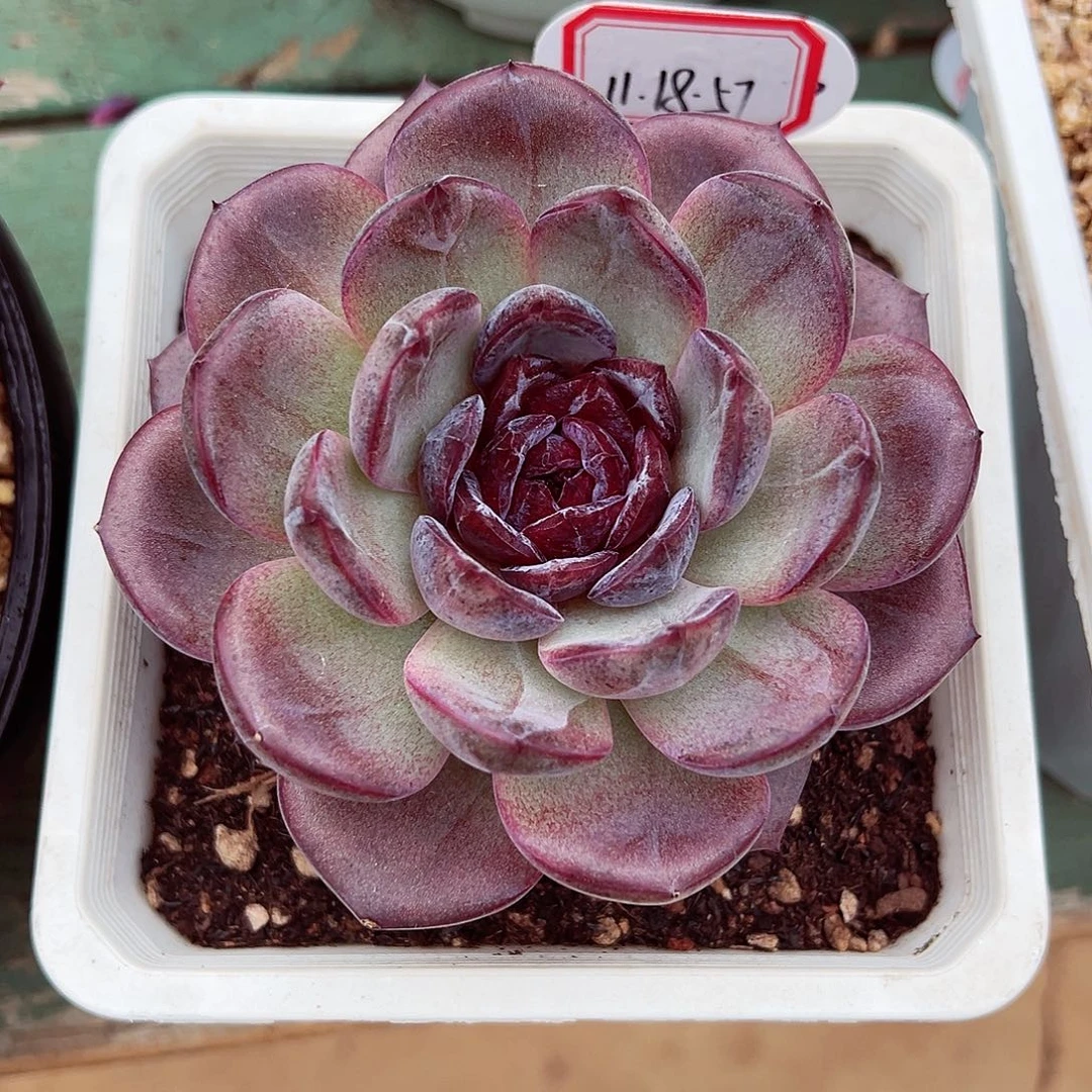 ʚ***ɞ1118-57夜皇后。。。。