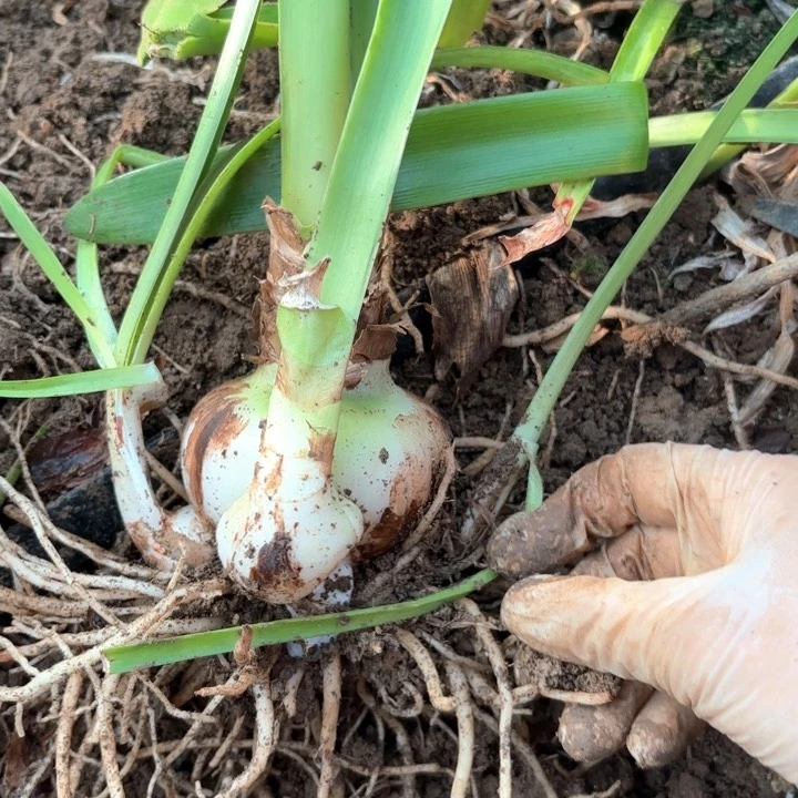 无花朵四*皇家园林包对版7053