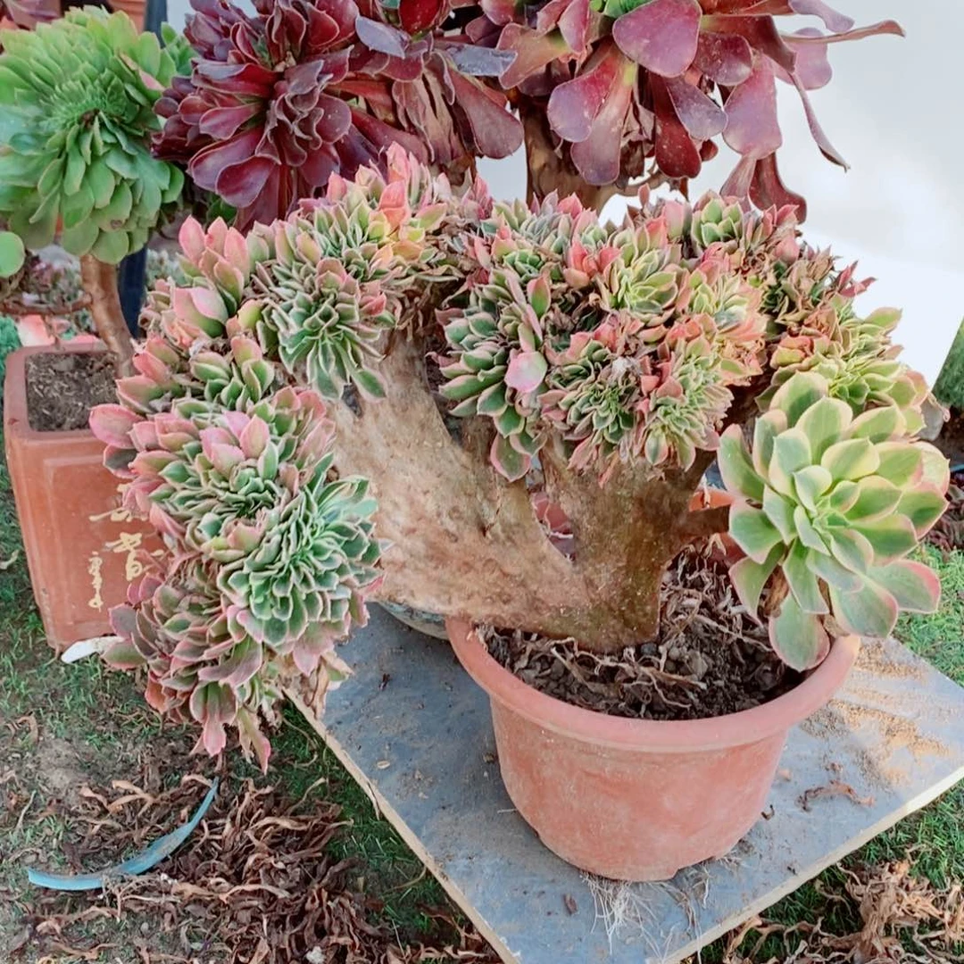 完全开放6328号女神➕欧紫缀化1颗