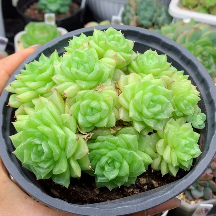58包邮  群生不包整32