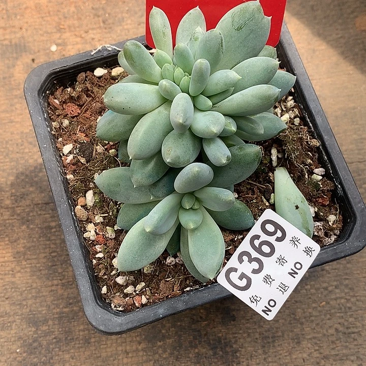 胖哥特缀化 9.10号左右发