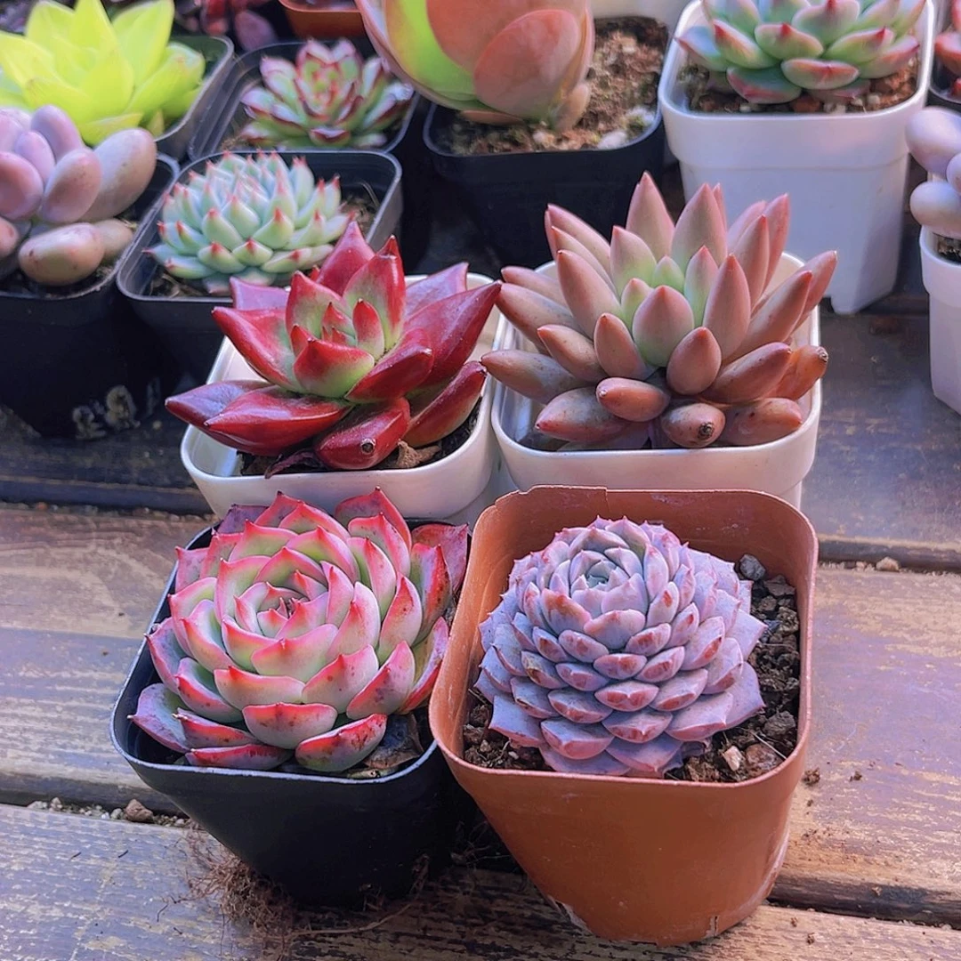 罗卡。侧影。恩宠。蜻蜓