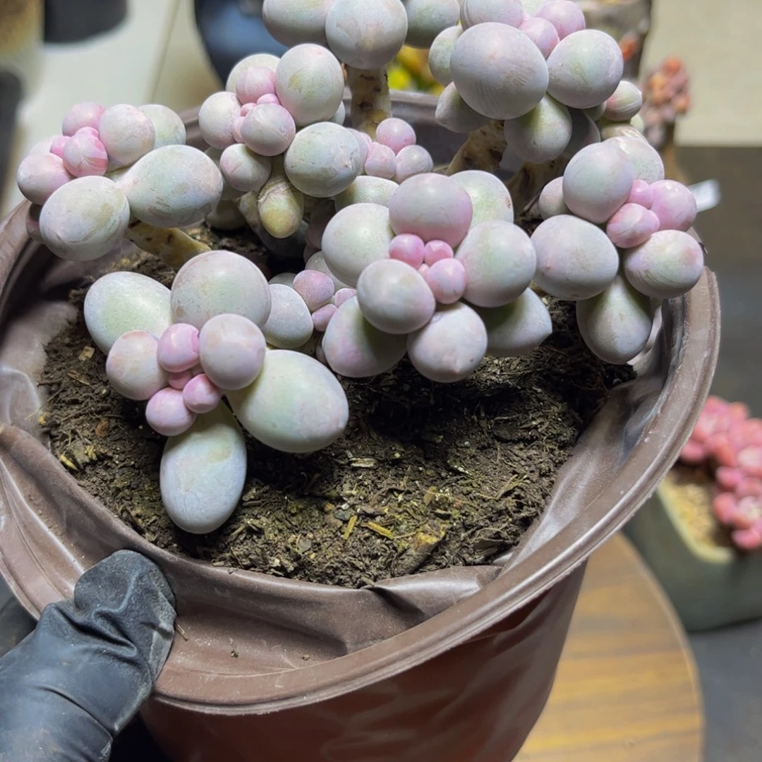 407香水手指奶12厘米